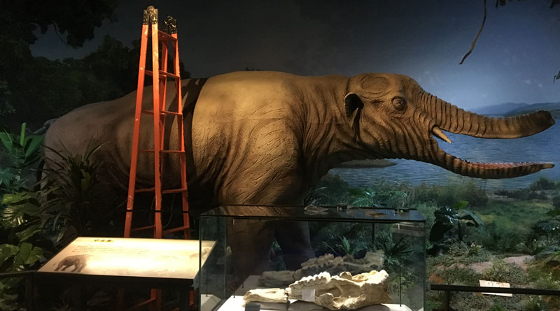 1499848125631544.jpg 鏟齒象1.jpg